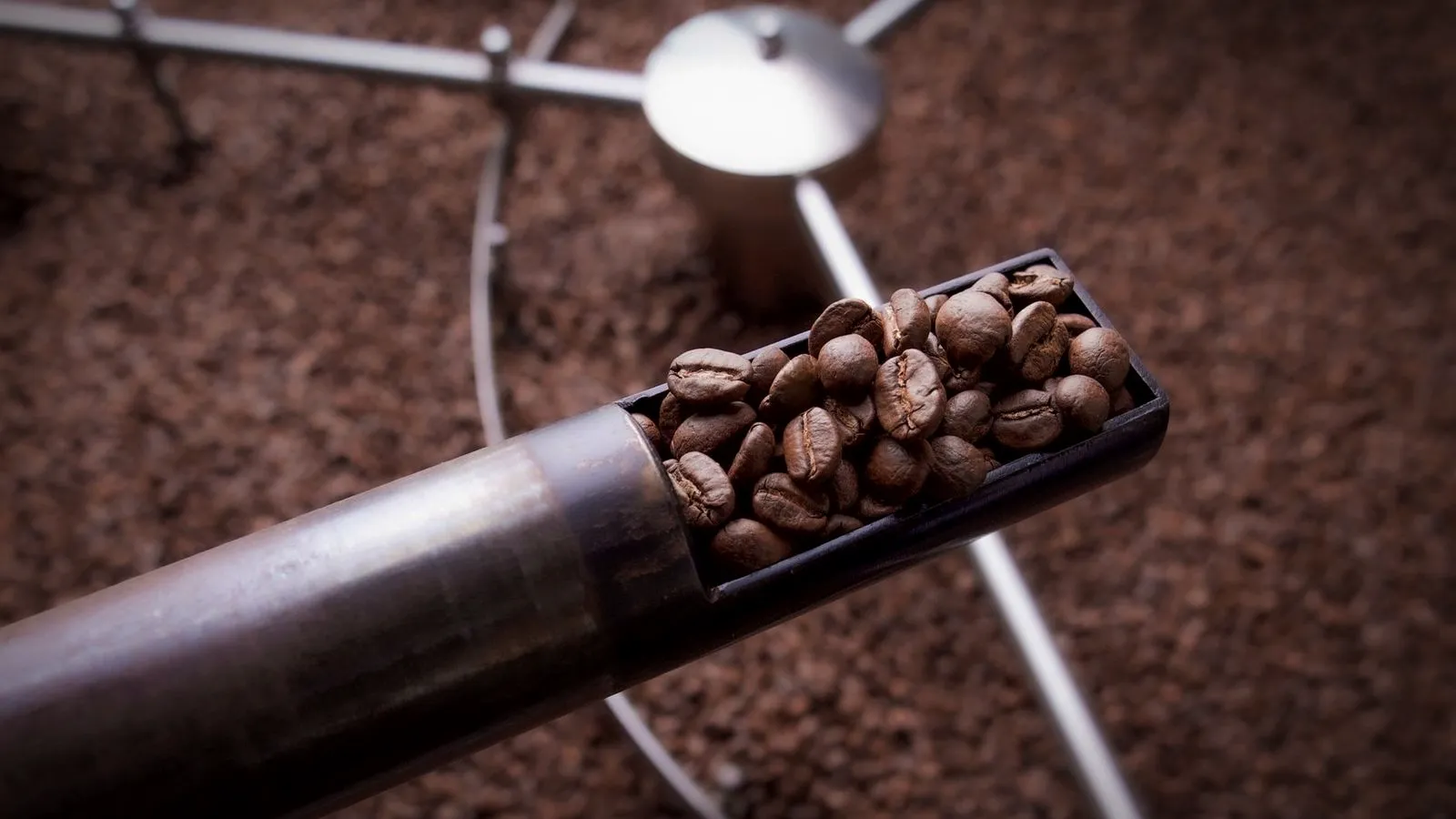 A sample trier holding freshly roasted coffee beans above a roaster’s cooling tray