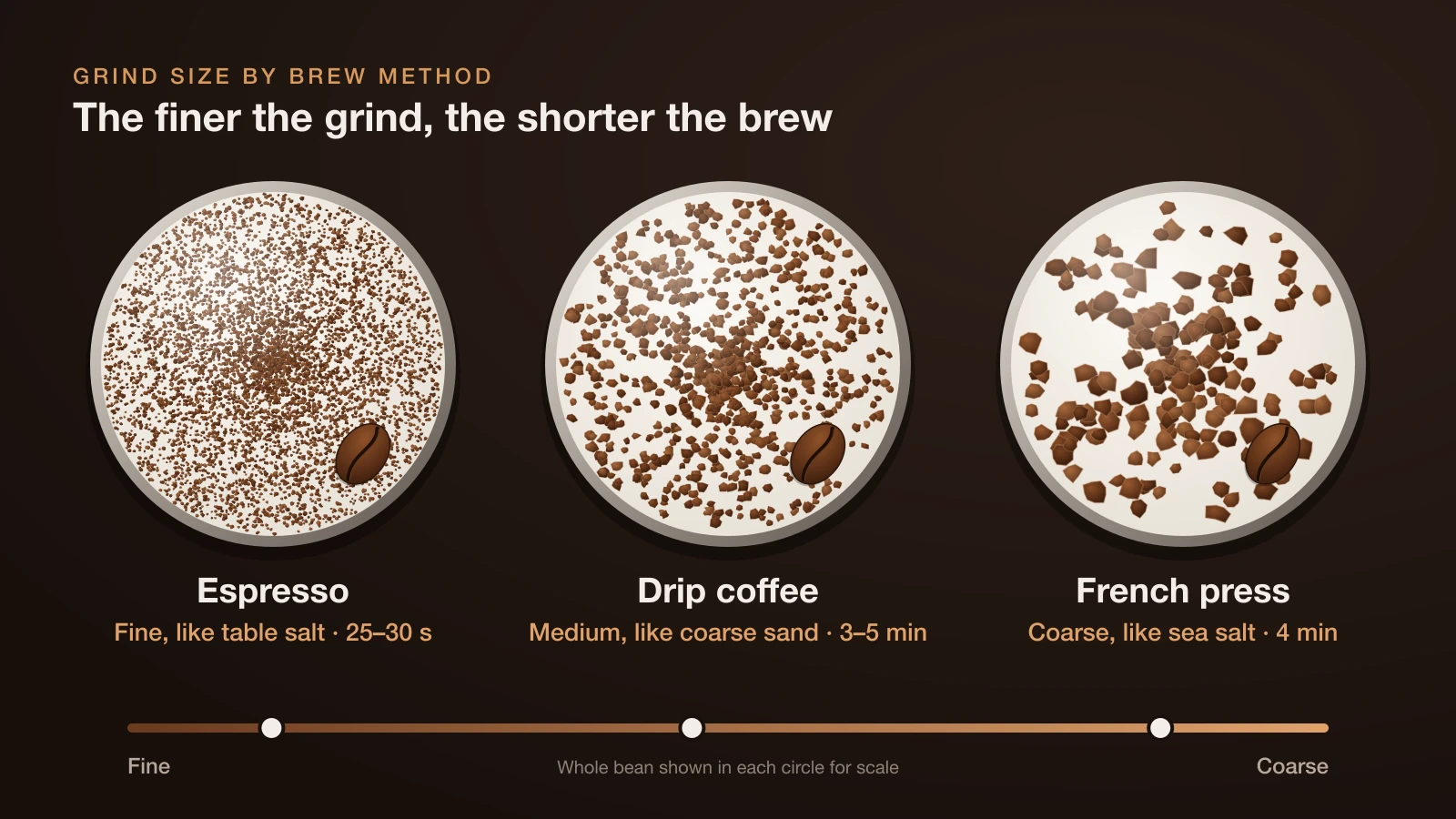 Magnified comparison of fine espresso grind, medium drip grind and coarse French press grind next to a whole coffee bean